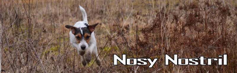 Nosy Nostril | Parson Jack Russell Terrier Zucht & Leistung | Bilderalbum Idemo by Windrush