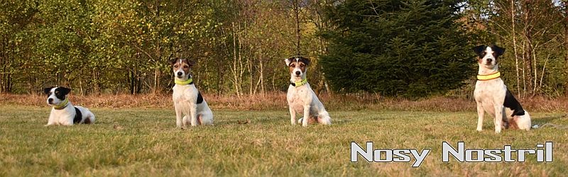 Nosy Nostril Parson Russell Terrier Zucht: Sitemap
